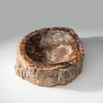 Genuine Polished Petrified Wood Bowl // V2