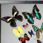 Genuine Butterflies in Display Frame // 16 Butterflies