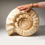 Natural Ammonite Fossil // V2