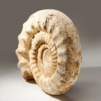 Natural Ammonite Fossil // V2