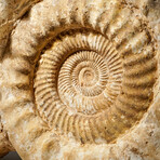 Natural Ammonite Fossil // V2