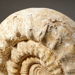 Natural Ammonite Fossil // V2