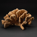 Genuine Natural Cats Paw Coral