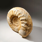 Natural Ammonite Fossil // V1