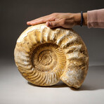 Natural Ammonite Fossil // V1