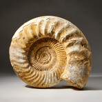 Natural Ammonite Fossil // V1