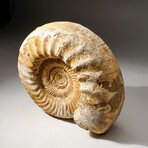 Natural Ammonite Fossil // V1