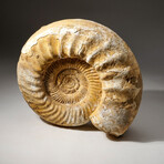 Natural Ammonite Fossil // V1