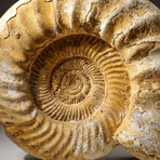 Natural Ammonite Fossil // V1