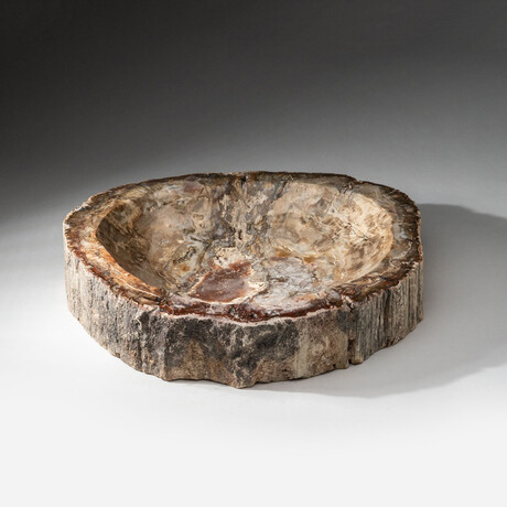 Genuine Polished Petrified Wood Bowl // V1