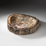 Genuine Polished Petrified Wood Bowl // V1