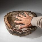 Genuine Polished Petrified Wood Bowl // V1