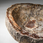 Genuine Polished Petrified Wood Bowl // V1