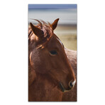Brown Horse //  Profile