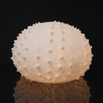 Cast Resin Sea Urchin Lamp // Small
