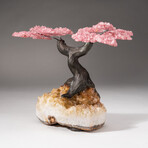 The Comfort Tree // Genuine Custom Rose Quartz Clustered Gemstone Tree on Citrine Matrix // V2