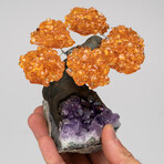 The Money Tree // Genuine Citrine Clustered Gemstone Tree on Amethyst Matrix // Small