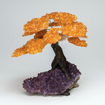 The Empowerment Tree // Genuine Amethyst Clustered Gemstone Tree on Citrine Matrix // Large