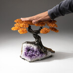 The Money Tree // Custom Citrine Clustered Gemstone Tree on Amethyst Matrix // V3