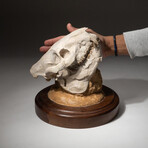 Genuine Museum Quality Oreodont Fossil Skull + Custom Display Stand