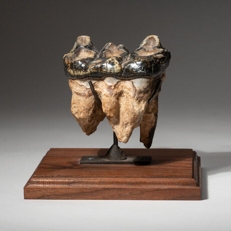 Genuine Natural Mastodon Tooth + Custom Wooden Display Stand // V1