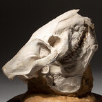 Genuine Museum Quality Oreodont Fossil Skull + Custom Display Stand