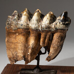 Genuine Natural Mastodon Tooth + Custom Wooden Display Stand // V2