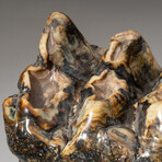 Genuine Natural Mastodon Tooth + Custom Wooden Display Stand // V2