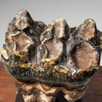 Genuine Natural Mastodon Tooth + Custom Wooden Display Stand // V1