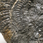 Genuine Natural Large Pyratized Ammonite Half