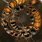 Genuine Natural Large Pyratized Ammonite Half
