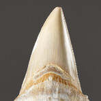 Genuine Natural Pre-Historic Shark Tooth + Display Box // V1