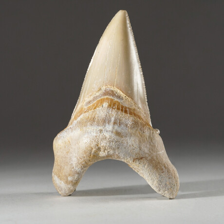 Genuine Natural Pre-Historic Shark Tooth + Display Box // V1