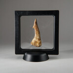 Genuine Natural Sawfish Tooth + Display Box // V1