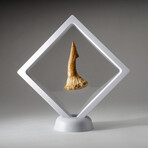 Genuine Natural Sawfish Tooth + Display Box // V3