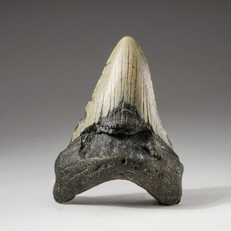 Genuine Natural Megalodon Shark Tooth + Display Box // V3