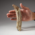 Genuine Natural Spinosaurus Dinosaur Tooth + Display Box // Large
