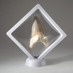 Genuine Natural Pre-Historic Shark Tooth + Display Box // V2