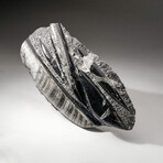 Genuine Polished Orthoceras Fossil Plate // V3