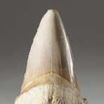 Genuine Natural Pre-Historic Shark Tooth + Display Box // V2