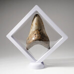 Genuine Natural Megalodon Shark Tooth + Display Box // V1