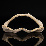 Genuine Black Tip Shark Jaw // Medium