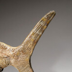 Natural Fossilized Fish on Custom Wood+ Iron Display Stand