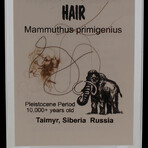 Genuine Woolly Mammoth Hair in Display Box