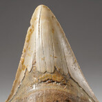 Genuine Natural Megalodon Shark Tooth + Display Box // V2