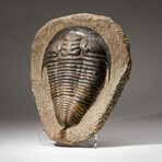 Huge Natural Paradoxides Trilobite Fossil in Matrix + Acrylic Display Stand