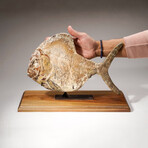 Natural Fossilized Fish on Custom Wood+ Iron Display Stand