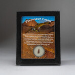 Genuine Pterosaur Dinosaur Tooth + Display Box