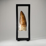 Genuine Natural Carcharodontosaurus Dinosaur Tooth + Display Box // Large