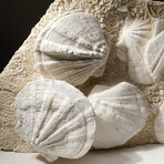 Giant Pre Historic Sea Scallops in Matrix